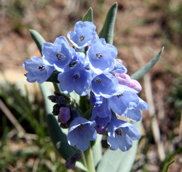 Prairie Bluebells